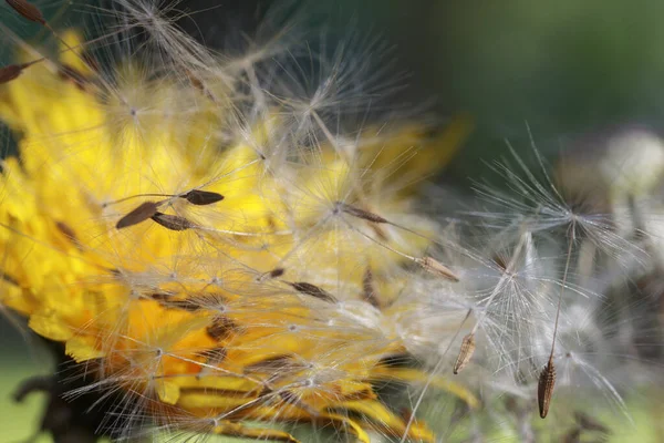 Schöne Aussicht Auf Natürliche Löwenzahnblume — Stockfoto