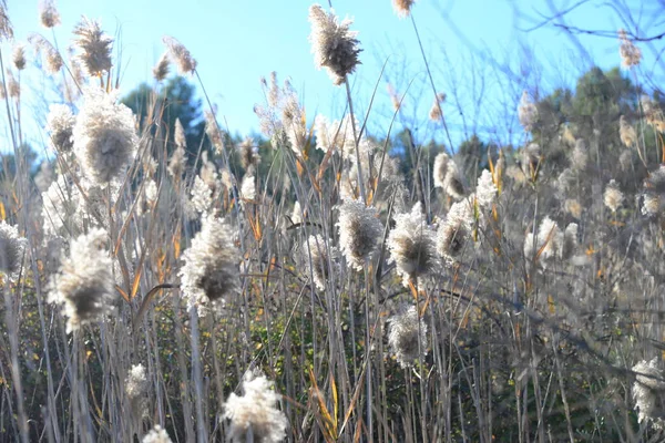 Eelgrasses Plantas Hierba Flora — Foto de Stock