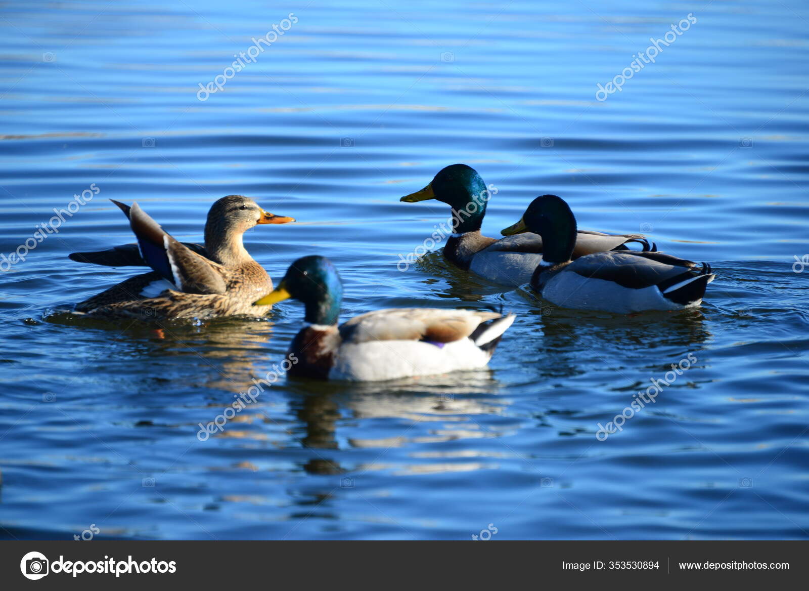 Dammen Vand Ænder Fugle Dyreliv Natur
Fauna — Stock-foto © PantherMediaSeller #353530894