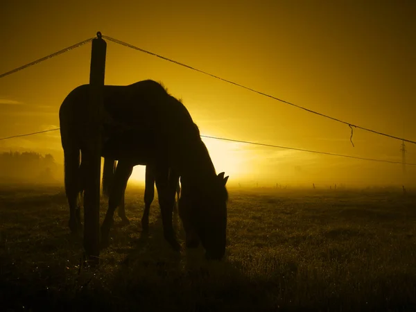 Лошади Тонизировались Лошадином Пастбище Рассвете — стоковое фото