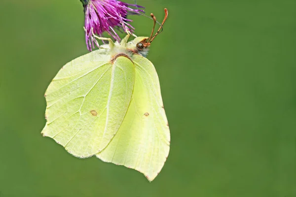 Borboleta Limão Amarelo Flora Inseto — Fotografia de Stock