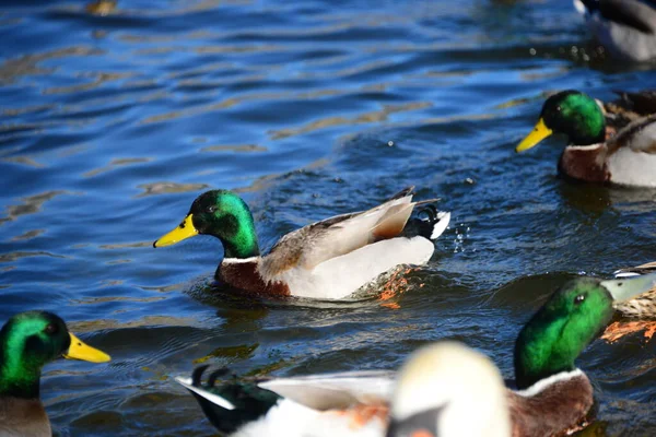 Teichwasser Und Entenvögel Tierwelt Natur Und Fauna — Stockfoto