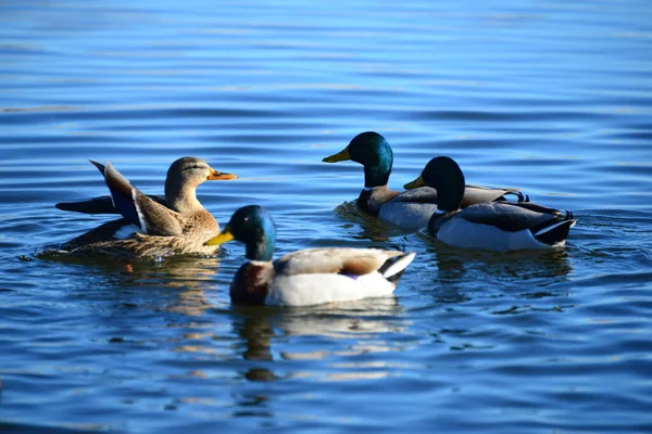 Vijverwater Eendenvogels Het Wild Natuur Fauna — Stockfoto