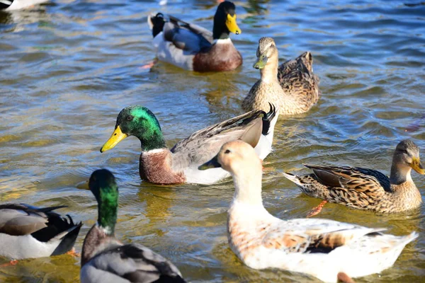 Gölet Suyu Ördek Kuşları Vahşi Yaşam Doğa Hayvan — Stok fotoğraf