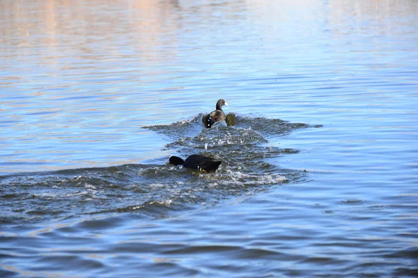 Pond Water Duck Birds Wildlife Nature Fauna — Stock Photo, Image