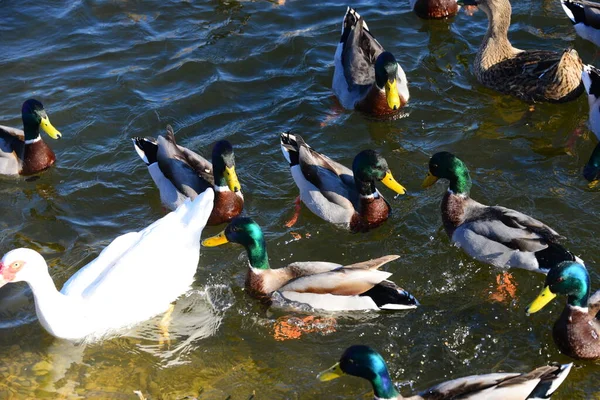 Vijverwater Eendenvogels Het Wild Natuur Fauna — Stockfoto