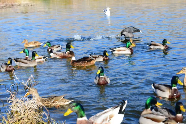 Teichwasser Und Entenvögel Tierwelt Natur Und Fauna — Stockfoto