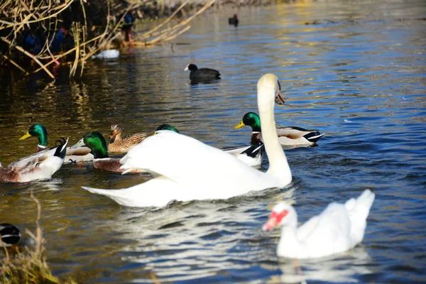 Damm Vatten Och Ankfåglar Vilda Djur Natur Och Fauna — Stockfoto