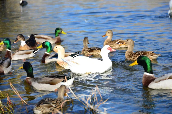 Agua Del Estanque Aves Pato Vida Silvestre Naturaleza Fauna — Foto de Stock