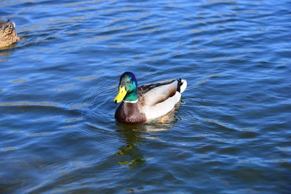 Teichwasser Und Entenvögel Tierwelt Natur Und Fauna — Stockfoto