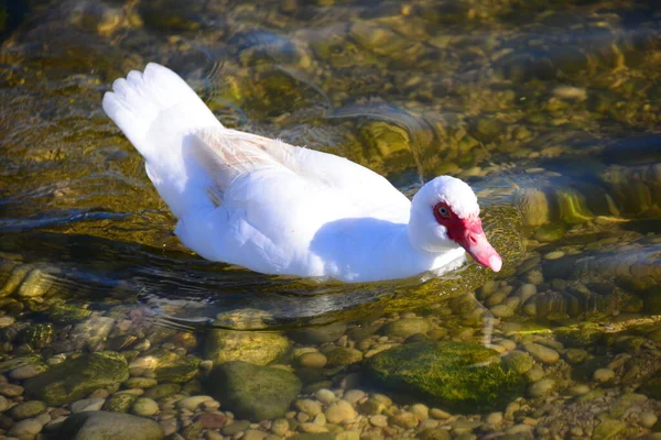 Lagoa Água Pato Aves Vida Selvagem Natureza Fauna — Fotografia de Stock