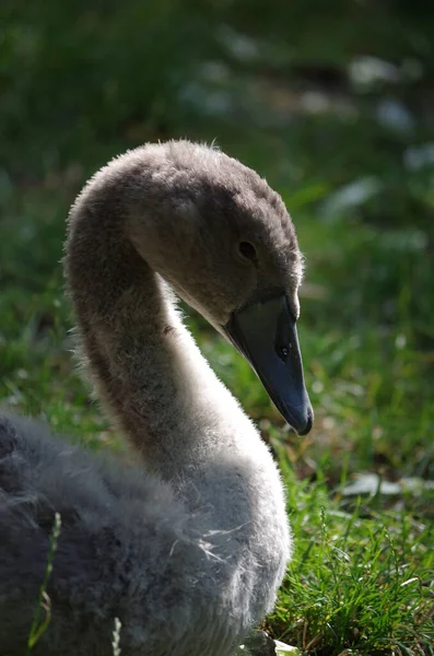 Vista Cênica Cisnes Majestosos Natureza — Fotografia de Stock