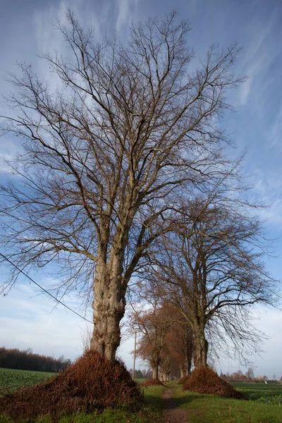 Μοναχικό Δέντρο Στο Πάρκο — Φωτογραφία Αρχείου