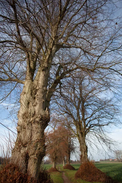 Höst Landskap Med Träd Och Blå Himmel — Stockfoto