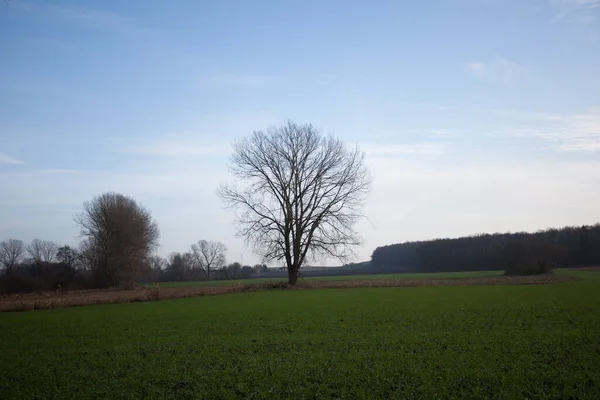 Árvore Solitária Campo — Fotografia de Stock