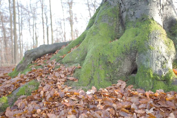 Vacker Höstskog Med Mossa — Stockfoto