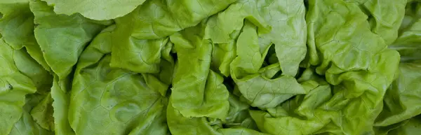 Feuilles Salade Laitue Verte Fraîche — Photo