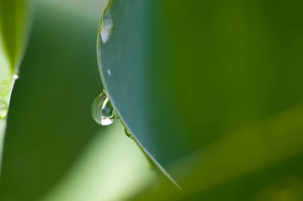 Grass Dew Drops Raindrop — Stock Photo, Image