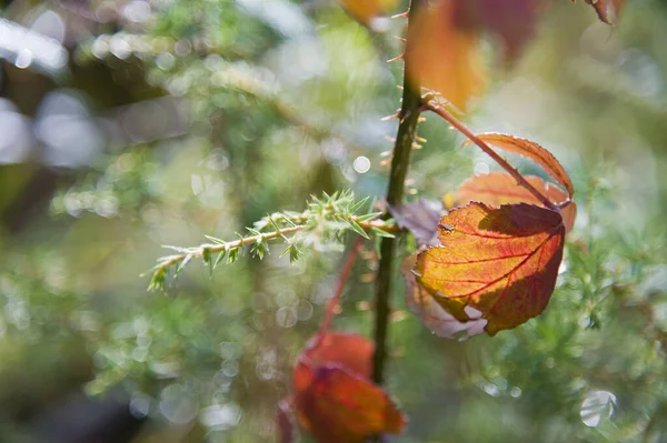 Hojas Otoño Temporada Otoño Flora —  Fotos de Stock