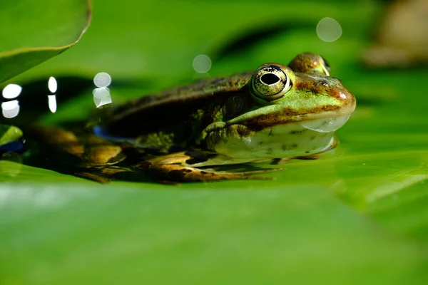 Лягушка Лягушка Пруд Rana Esculenta — стоковое фото