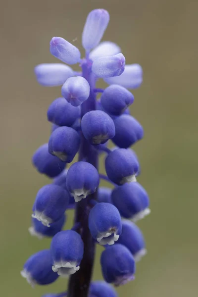 Küçük Üzüm Sümbülü Muscari Botryoides — Stok fotoğraf