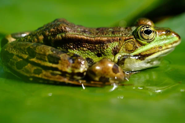 개구리 개구리 라나에 스컬란 — 스톡 사진