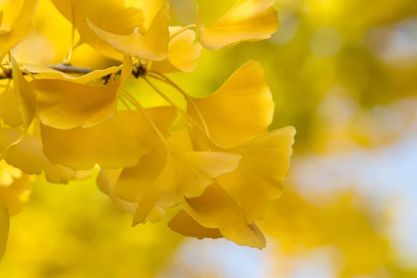 Hojas Ginkgo Follaje Del Árbol — Foto de Stock