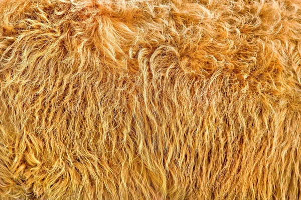Close Fur Texture — стоковое фото