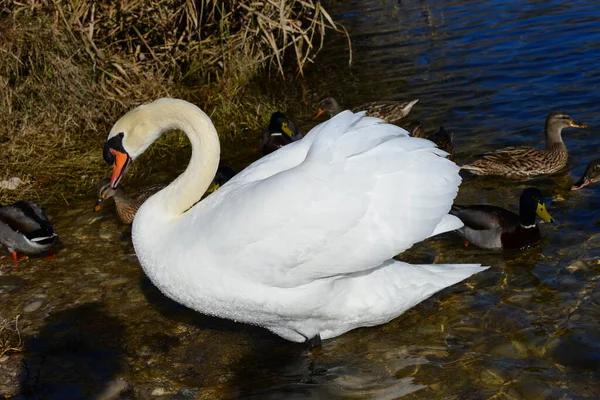 Swan Lake Spain — стоковое фото