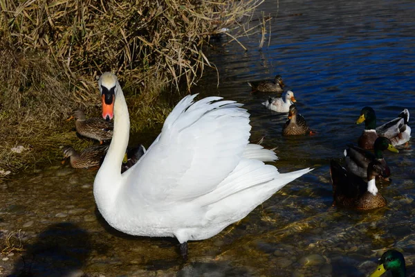 Swan Lake Spain — Stock Photo, Image