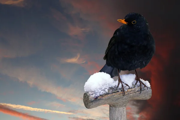 劇的な空の前で冬の黒鳥 — ストック写真