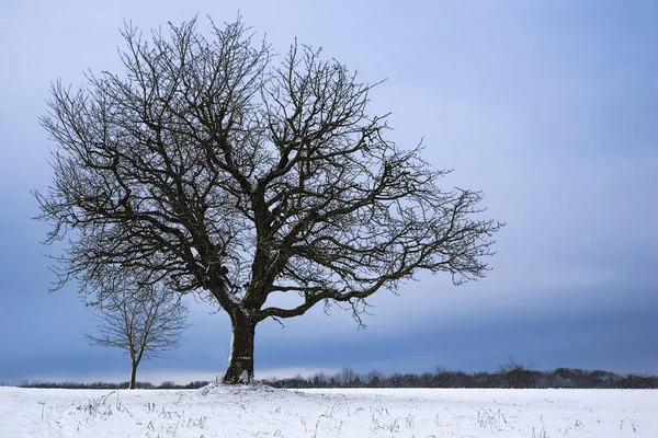 Wintermelancholie Met Kersenboom — Stockfoto