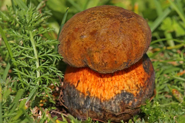 Net Stemmed Witch Tube Boletus Luridus — Stock Photo, Image