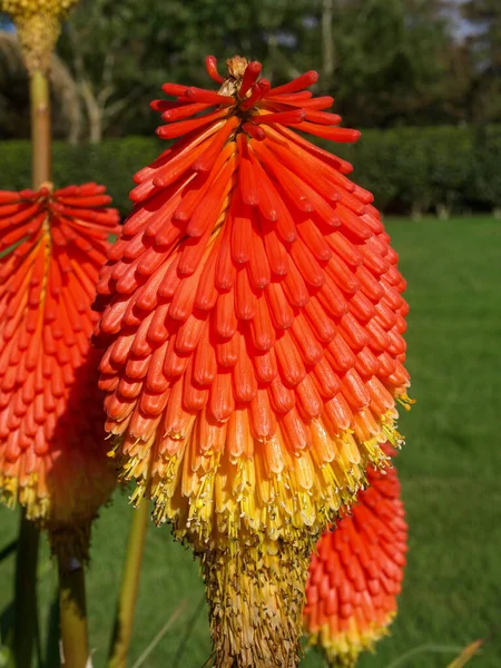 Red Hot Poker Półwysep Dingle Irlandia — Zdjęcie stockowe