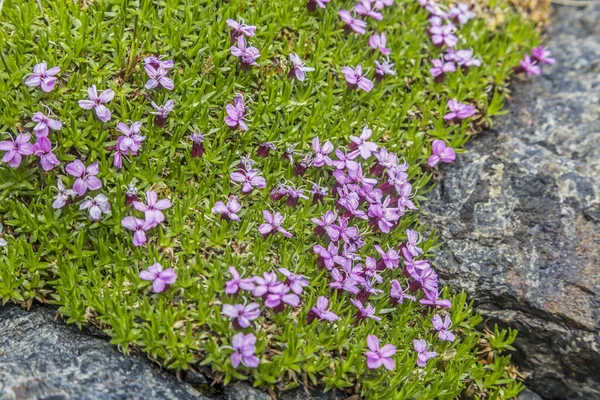 Blooming moss pad on rocky ground in northern Norway