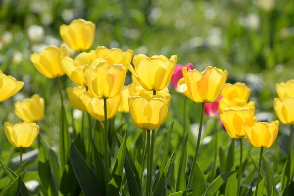 Tulipány Tulipány Tulipy Žlutá Bílá Zahrada Zahradní Květiny Zahradní Květiny — Stock fotografie