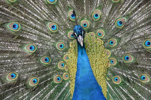 Tavus Kuşu Tüyü Renkli Tüyler — Stok fotoğraf