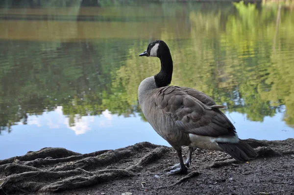 Kanadagany Ganki Vogel Wasservogel Maunzenweiher Frankfurt Weiher Teich See Waldsee — Zdjęcie stockowe