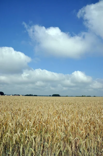 Roe Field Rye Field Cereals Cereal Field Agriculture Summer Sky — Foto de Stock