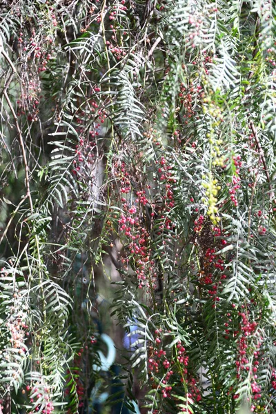 枝や葉 植物や葉を持つ木は — ストック写真