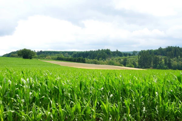 Vista Del Campo Maíz Concepto Agricultura — Foto de Stock