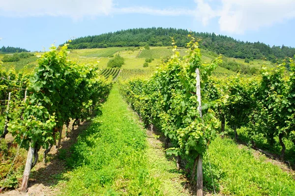 Agriculture Vignoble Vignes — Photo