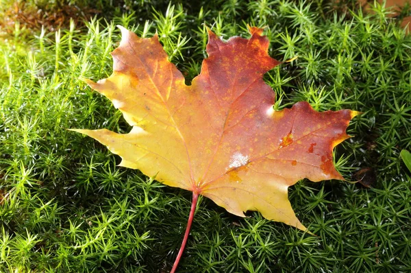 Esdoorn Bladeren Herfst Blad Bladeren Esdoorn Blad Esdoorn Gebladerte Herfst — Stockfoto