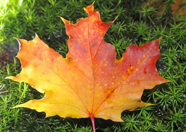 Ahornblätter Herbst Blatt Blätter Ahornblatt Ahorn Laub Herbstlaub Bunt Farbe — Stockfoto