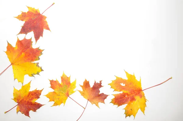 Herfstblad Herfstseizoen Esdoorn Bladeren — Stockfoto