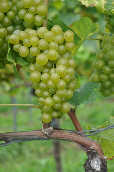 Trauben Trauben Trauben Trauben Trauben Reben Reben Reben Gelb Weiß — Stockfoto