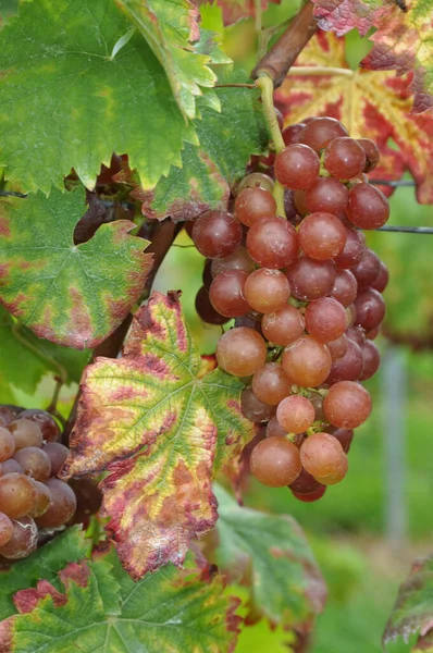 Druiven Druiven Druiven Druiven Druiven Wijnstokken Wijnstokken Wijnstokken Piburg Bourgogne — Stockfoto