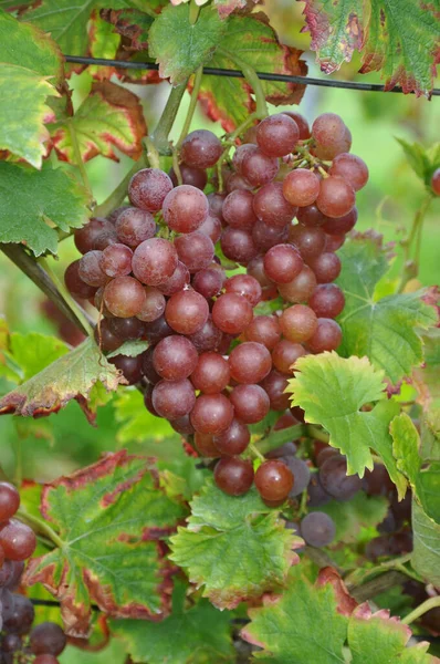 Druiven Druiven Druiven Druiven Druiven Wijnstokken Wijnstokken Wijnstokken Piburg Bourgogne — Stockfoto