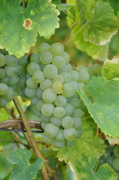 Trauben Trauben Trauben Trauben Trauben Reben Reben Reben Gelb Weiß — Stockfoto