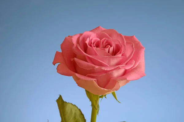 Rosa Fiore Fiore Singolo Uno Colore Salmone Rosa Rosa Rosa — Foto Stock